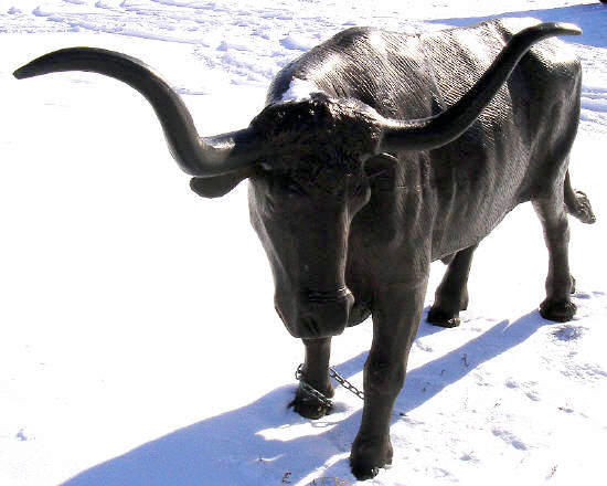 Large Longhorn Steer (Head Turned)