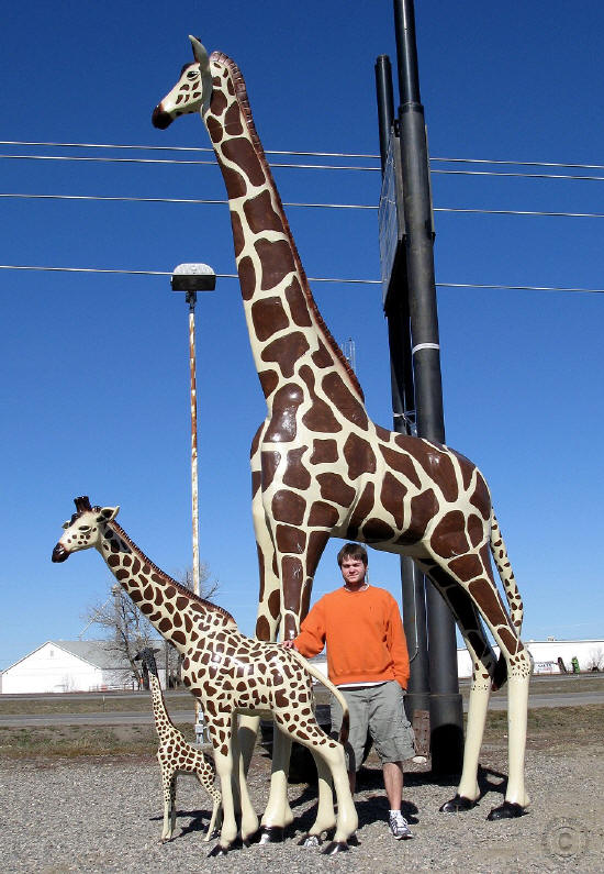 XL Giraffe
