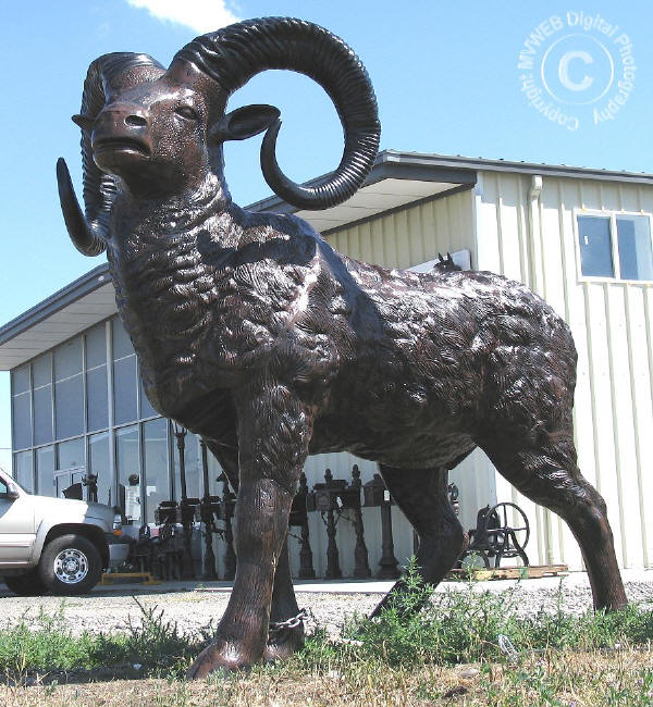 Ram (Big Horn Sheep)