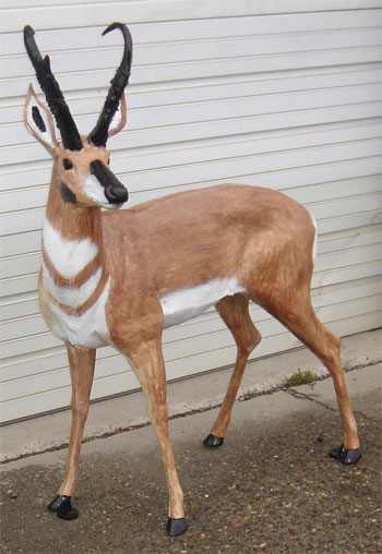 Antelope Buck